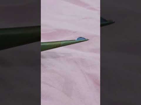 GSI Certified 1.02ct Natural Blue Sapphire.
